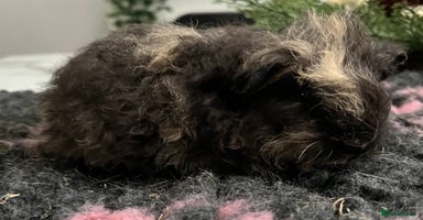 Guinea Pig rodents Gorgeous baby Guinea pigs available.  - Advert 14