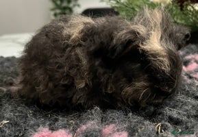 Guinea Pig rodents Gorgeous baby Guinea pigs available. - Advert 9