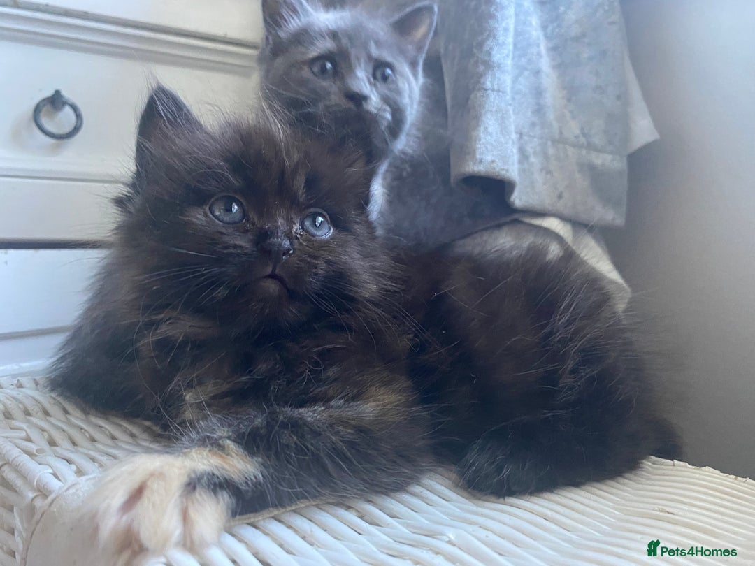 Ragdoll cats for sale: stunning ragdoll kittens - Image 11