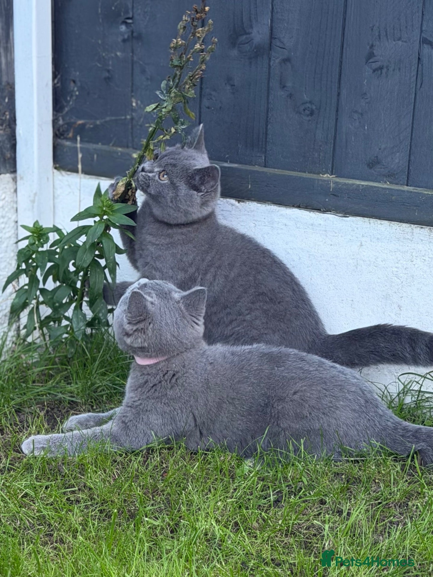 British Shorthair cats British shorthair kittens active reduced  - Advert 5