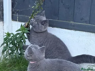 British Shorthair cats British shorthair kittens active reduced - Advert 5