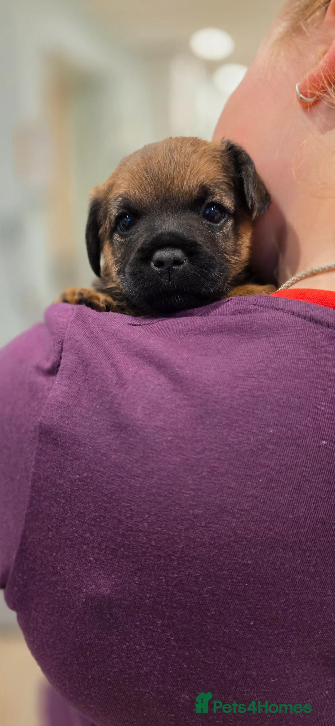 Border Terrier dogs for sale: One outstanding male pup remaining. Ready Now. - Advert 7