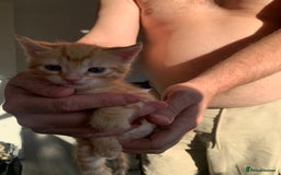 Mixed Breed cats for sale: Kittens for sale   - Image 5