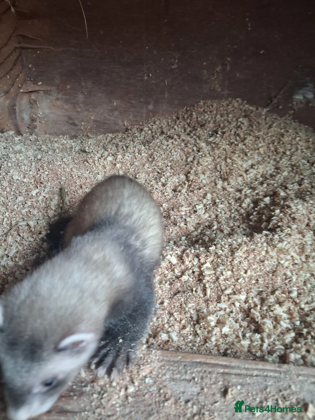 Ferret rodents for sale: Ferrets in Calne - Advert 2