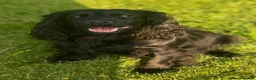 Cockapoo dogs for sale: Cockapoo F1 Merle and Tri - Advert 3