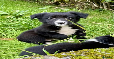 Border Collie dogs - Advert 3
