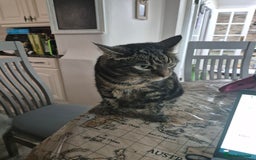 British Shorthair cats for sale: Tabby - Image 3