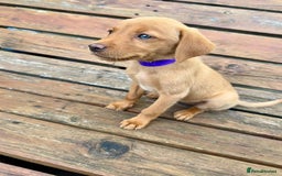 Labrador Retriever dogs for sale: Labrador Fox red  - Image 6