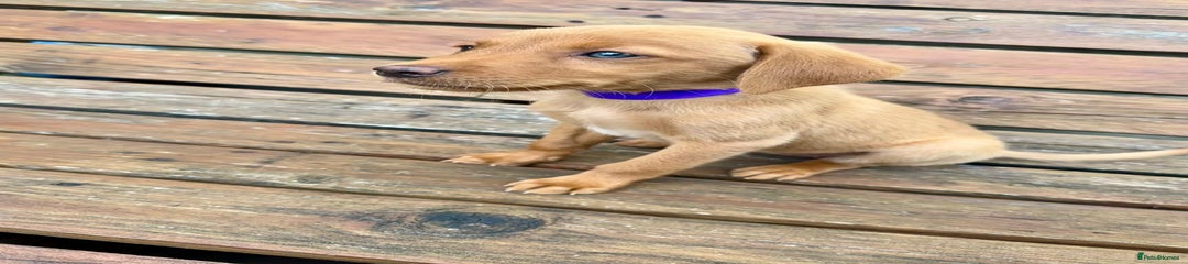 Labrador Retriever Puppy 8