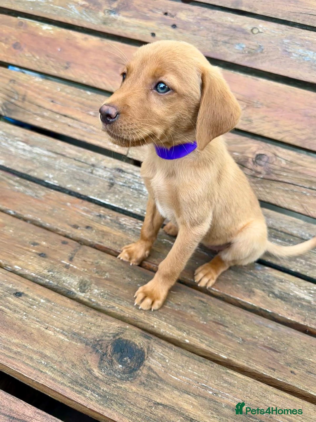 Labrador Retriever dogs for sale: Labrador Fox red  - Image 6