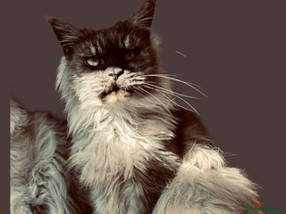 Maine Coon cats GCCF Active High Black Smoke Maine Coon Queen - Advert 7