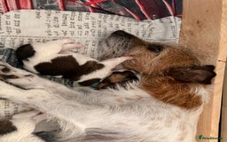 Mixed Breed dogs for sale: Stunning Jack tzu puppies. Jack Russell x Shih Tzu - Image 19