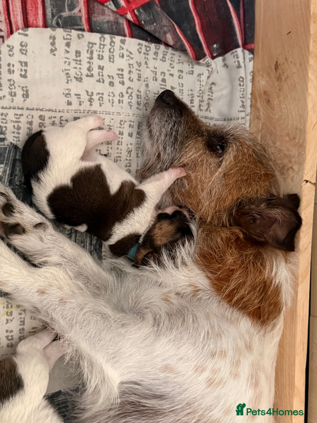 Mixed Breed dogs for sale: Stunning Jack tzu puppies. Jack Russell x Shih Tzu - Image 19