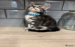 Maine Coon cats for sale: Maine coon kittens TICA registered  - Image 11
