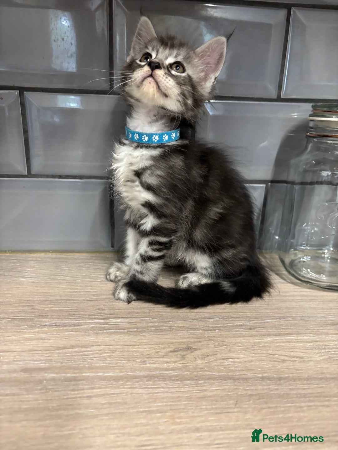 Maine Coon cats for sale: Maine coon kittens TICA registered  - Image 11
