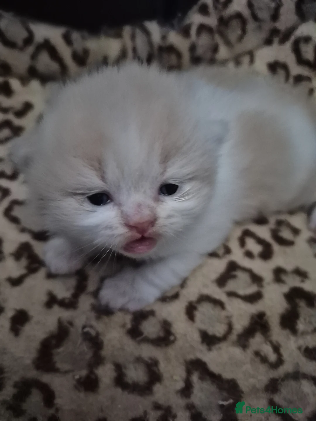 British Shorthair cats for sale: British shorthair and longhair kittens - Advert 5