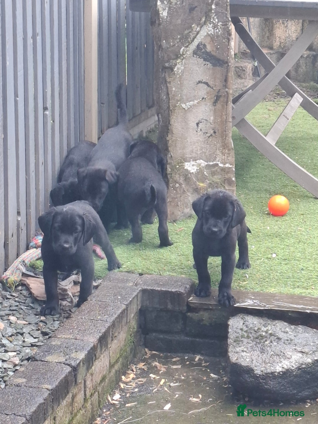 Labrador Retriever dogs for sale: Beautiful Labrador Puppies **READY NOW** - Image 19