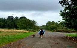 Mixed Breed dogs for sale: Crossbreed  - Image 10