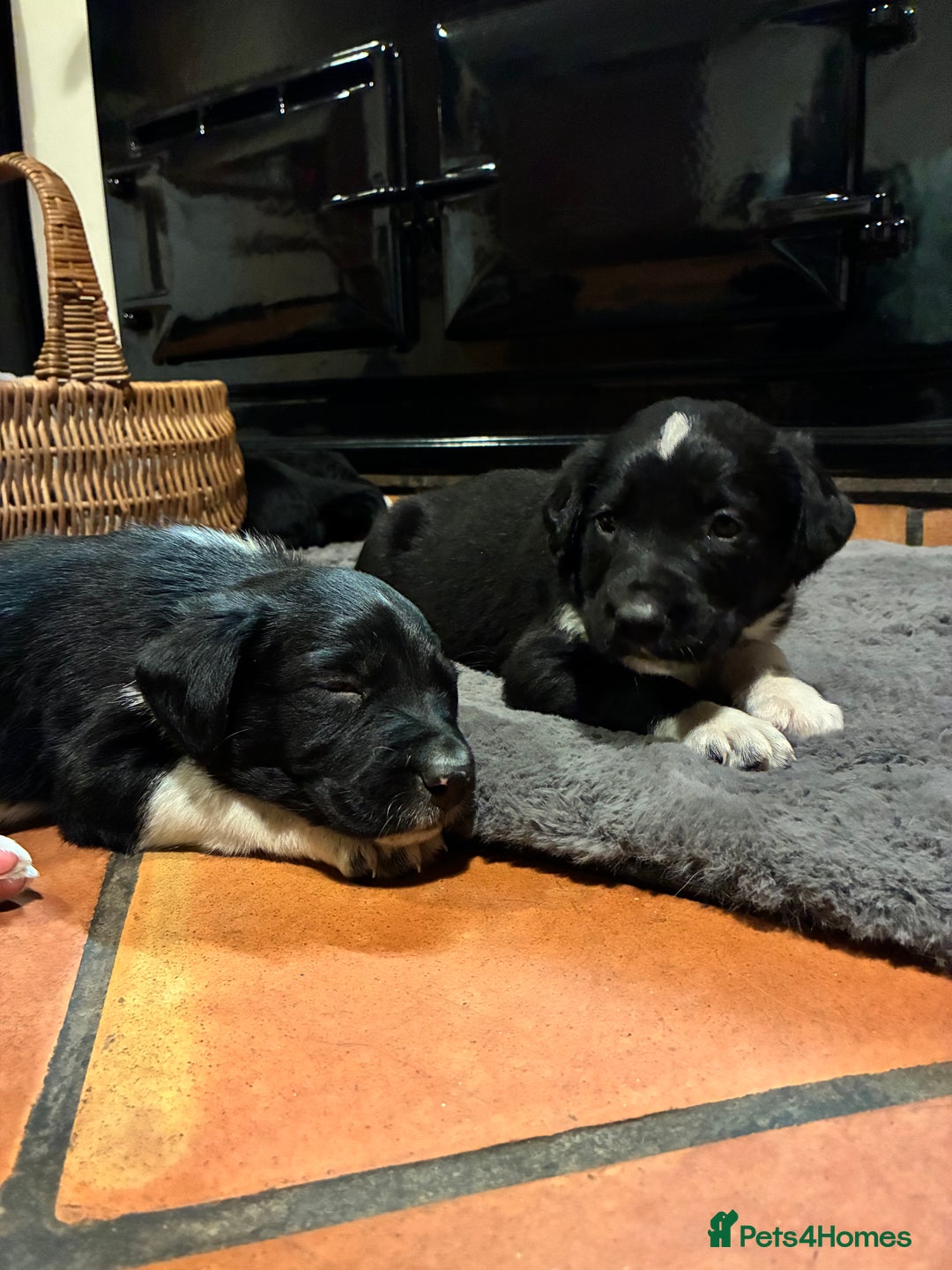 Sprollie dogs for sale: Sprollies looking for homes  - Advert 8