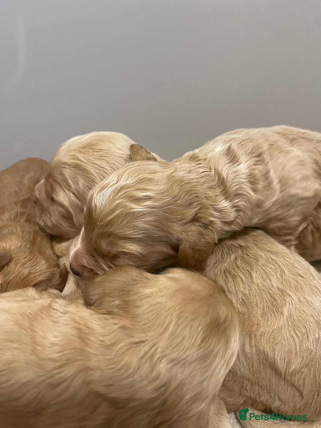 Cockapoo dogs for sale: Pra clear f1 cockpoo - Image 6