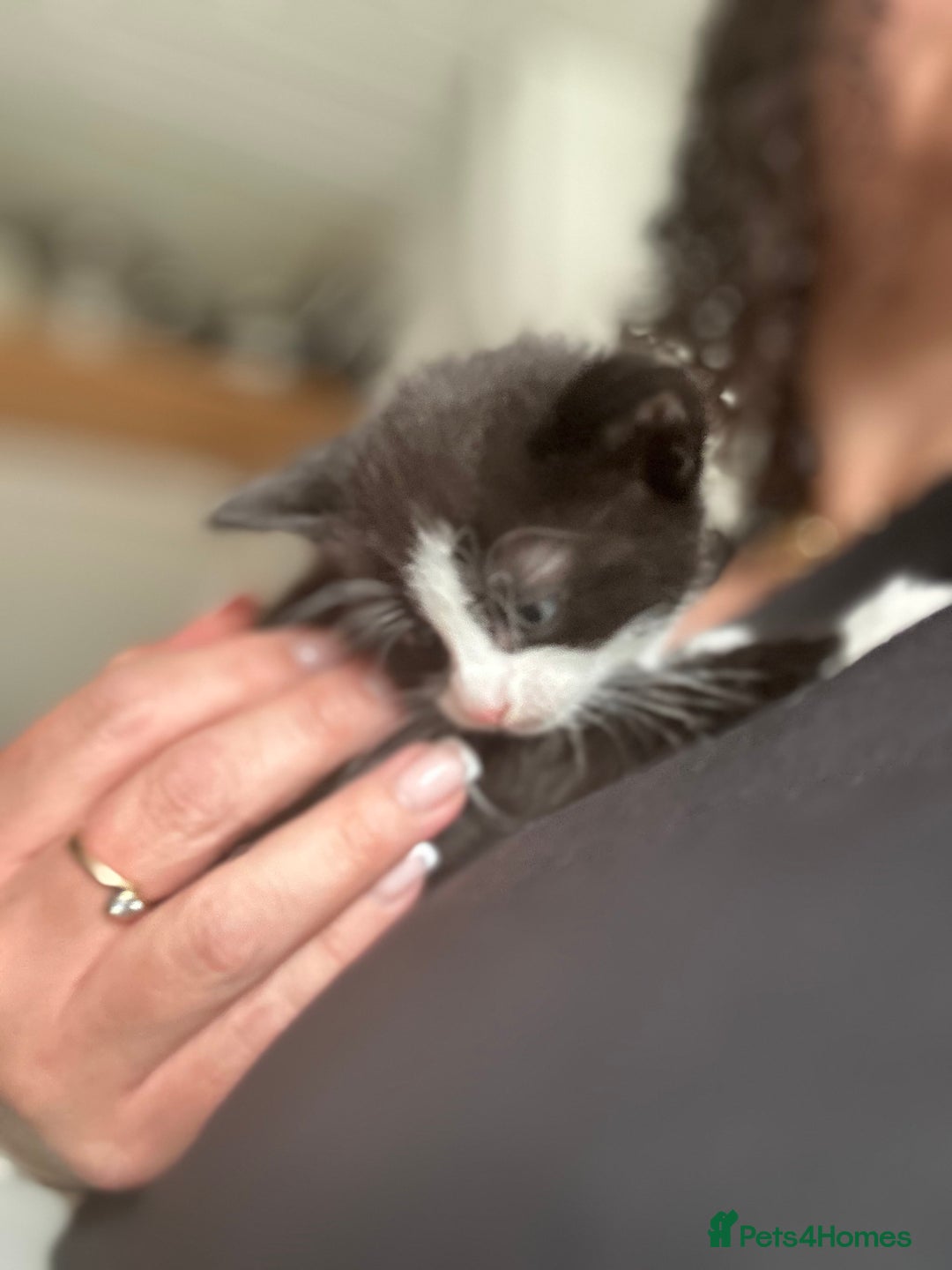 Mixed Breed cats for sale: Beautiful kittens 4 weeks old - Image 14
