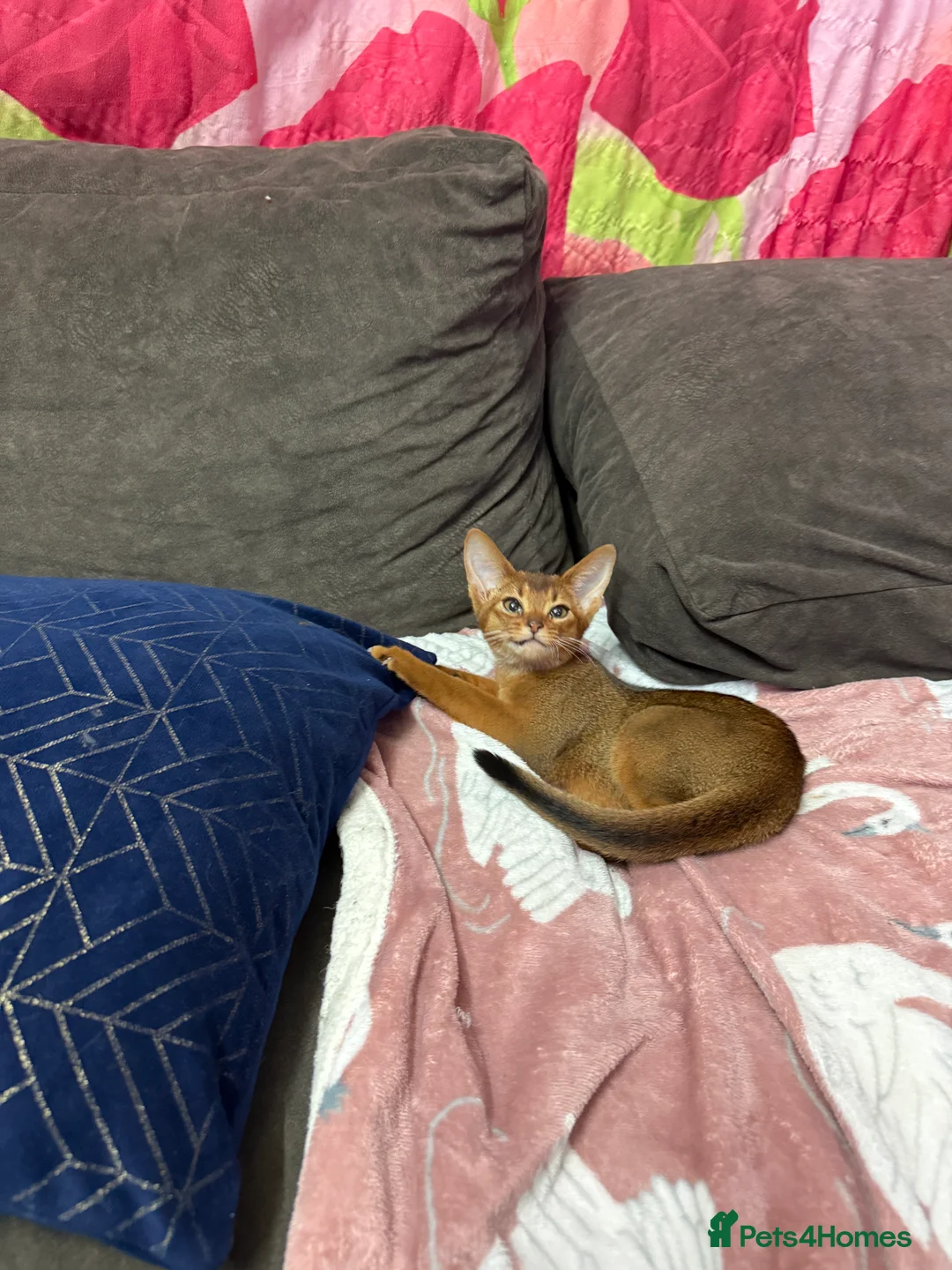 Abyssinian cats for sale: Ready for a new home - Advert 13