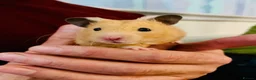 Hamster rodents for sale: Marvin The Hamster in Southampton - Advert 2