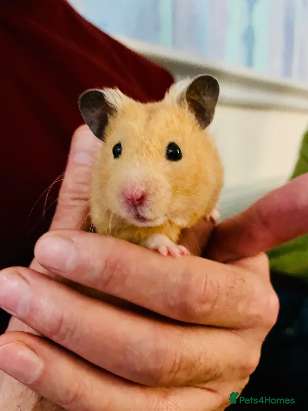 Hamster rodents for sale: Marvin The Hamster in Southampton - Advert 2