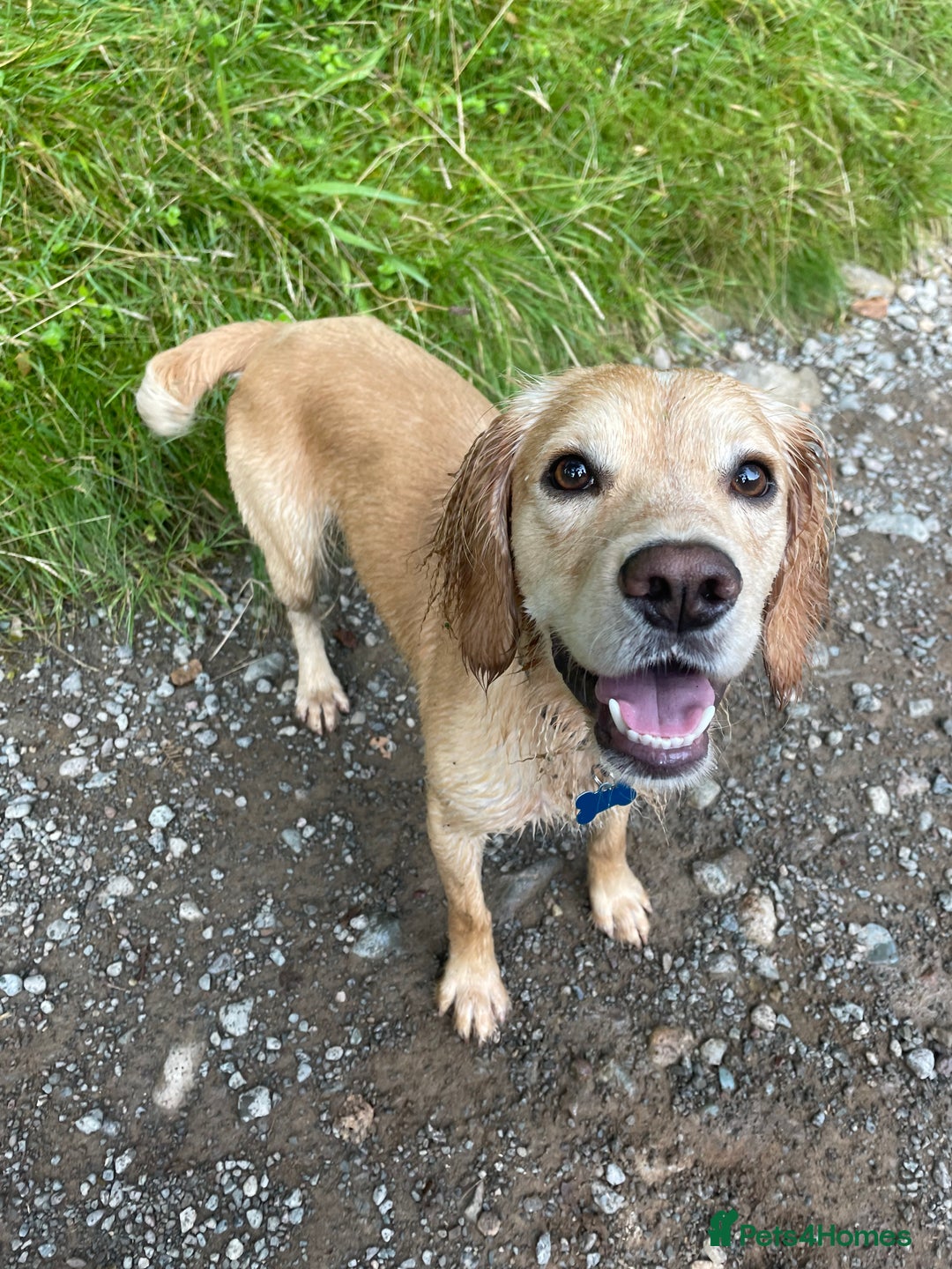 Cocker Spaniel dogs for stud: Proven Working Cocker Spaniel stud - KC Registered in Cockermouth - Advert 4