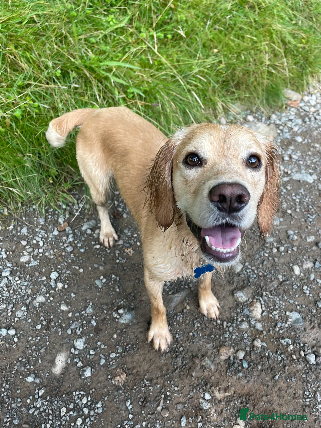 Cocker Spaniel dogs for stud: Proven Working Cocker Spaniel stud - KC Registered in Cockermouth - Advert 5