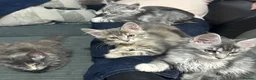 Maine Coon cats for sale: Mainecoon kittens tica registered dna clear  - Advert 3