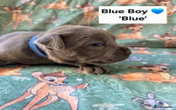 Staffordshire Bull Terrier dogs for sale: Gorgeous Chunky KC Blue Staffy Puppies - Image 14