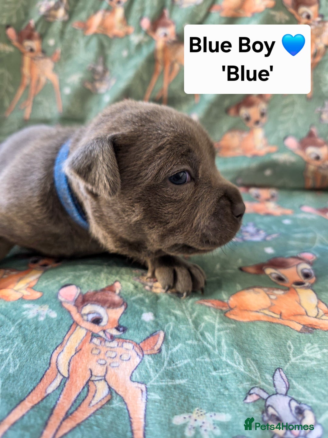 Staffordshire Bull Terrier dogs for sale: Gorgeous Chunky KC Blue Staffy Puppies - Image 14