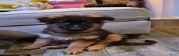German Shepherd dogs for sale: Kc Registered Long Haired German Shepherd Puppies - Advert 29