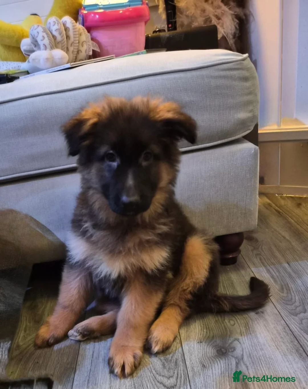 German Shepherd dogs for sale: Kc Registered Long Haired German Shepherd Puppies - Advert 29