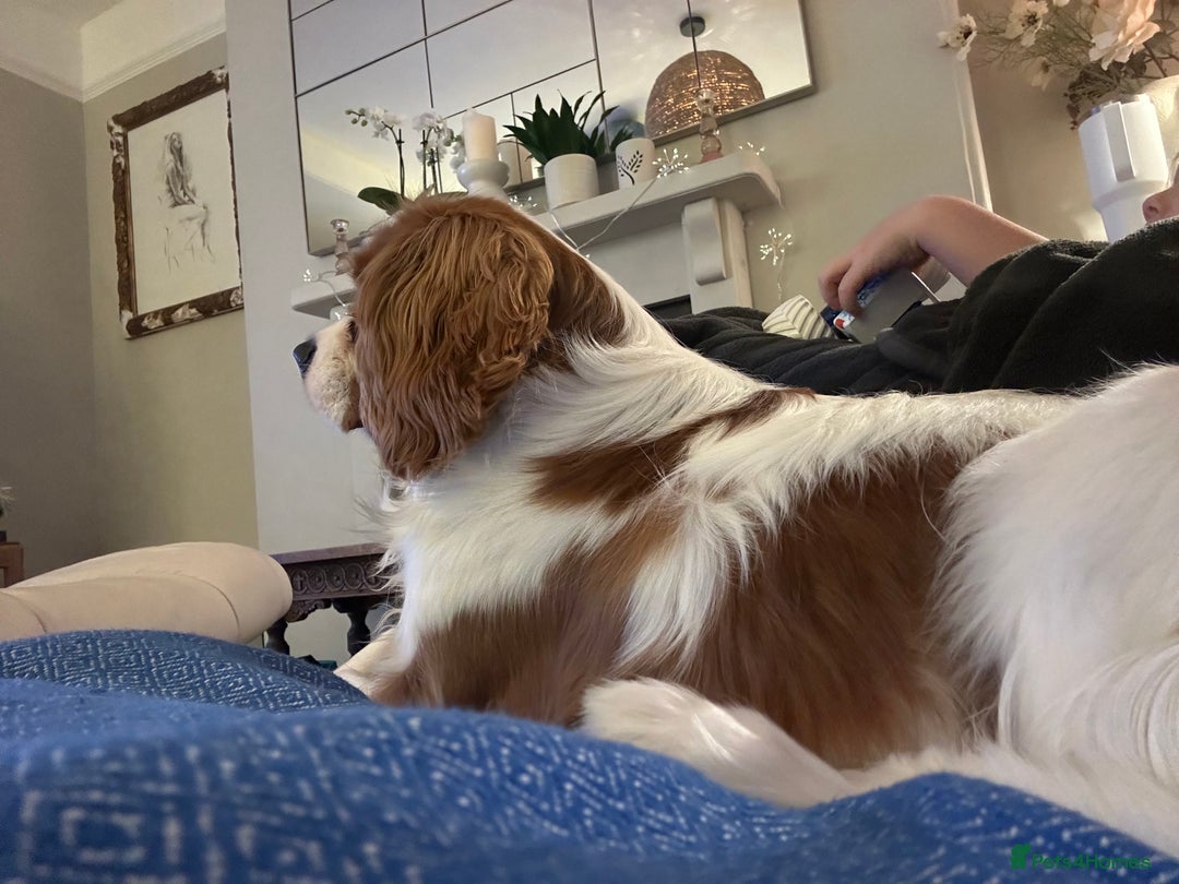 Cavalier King Charles Spaniel dogs for sale: Handsome male 8 months - Advert 2