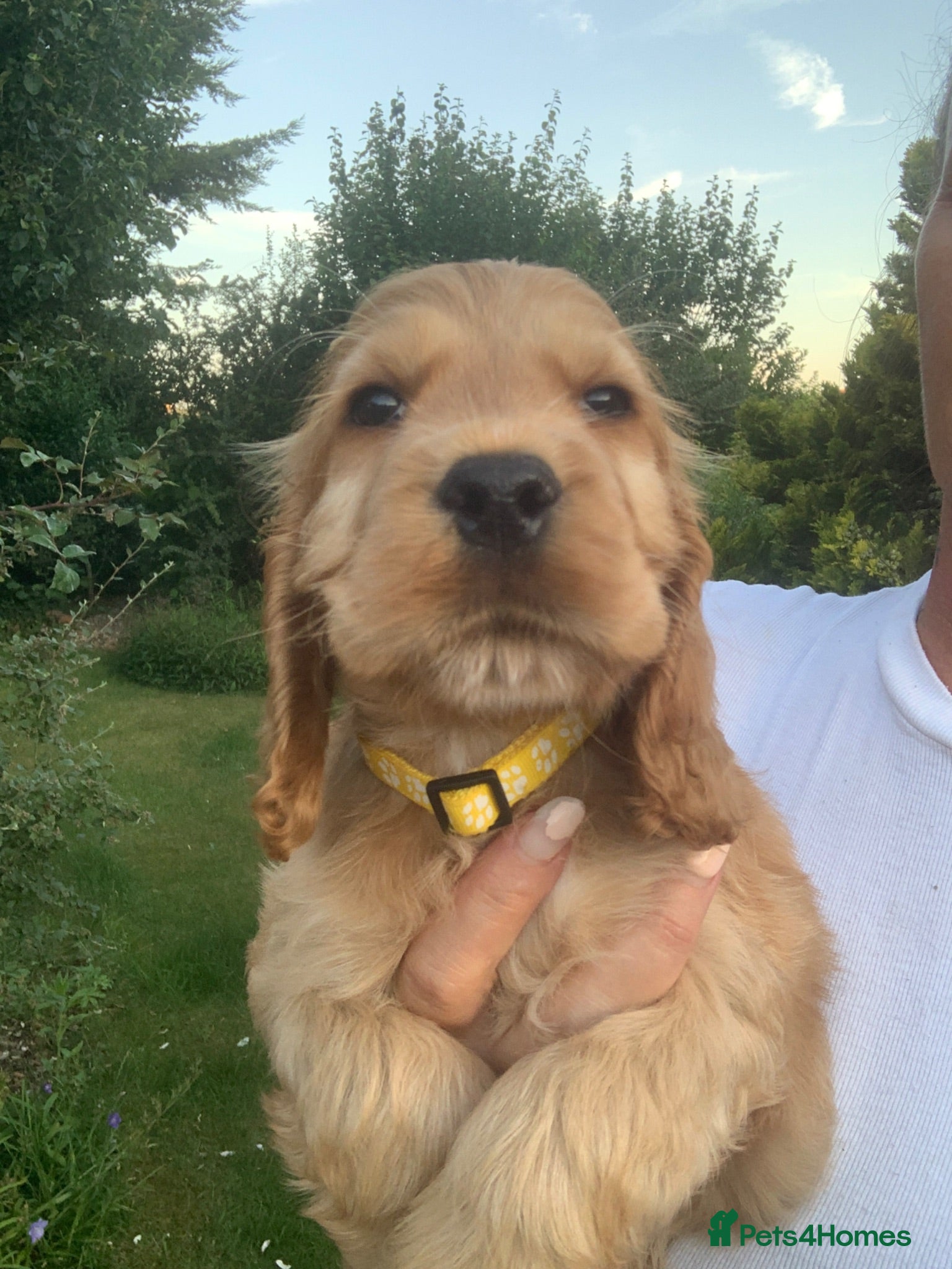 Cocker Spaniel dogs READY NOW 🐶 Show Cocker Spaniels KC Reg - Advert 1