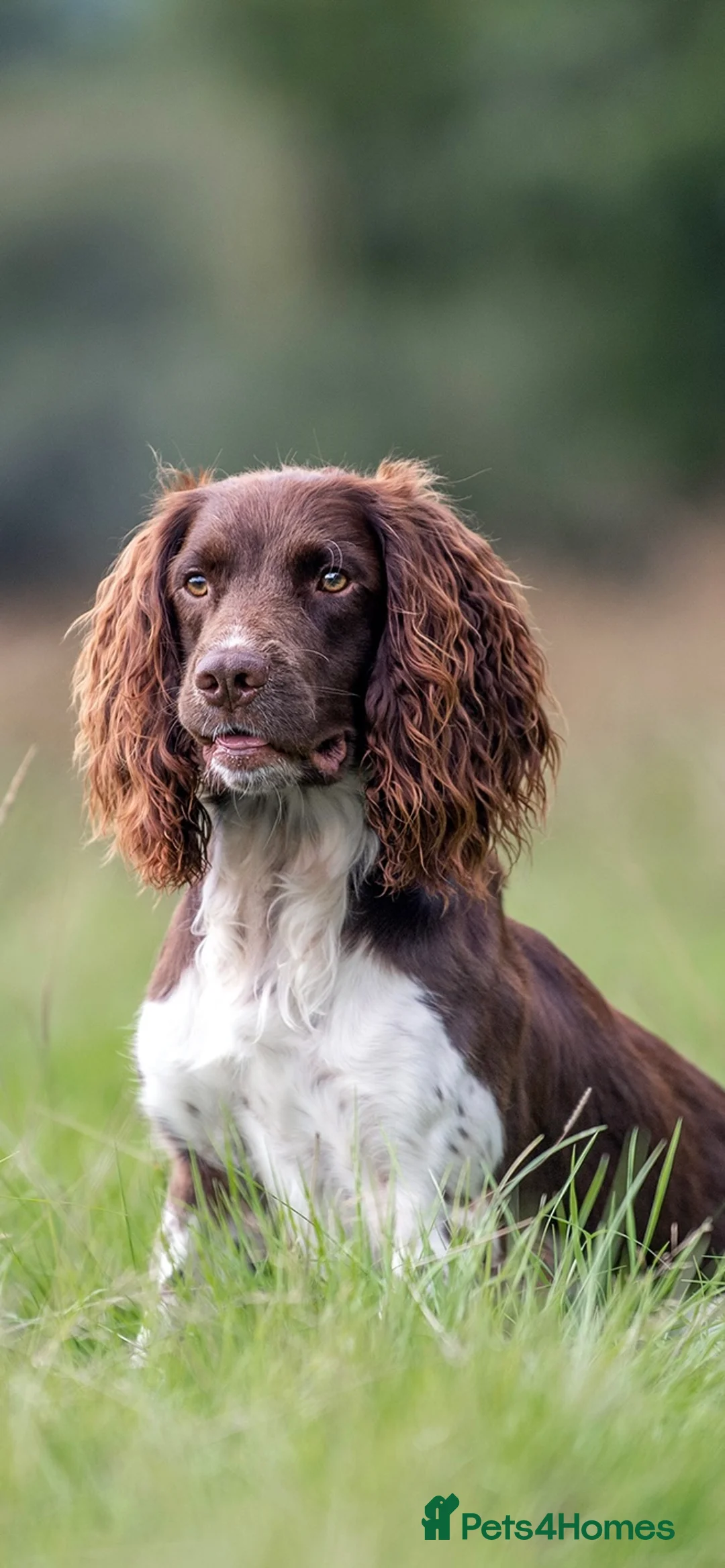 English Springer Spaniel dogs for stud: Fully health tested stud, Pippenmoor Red Flame - Advert 12