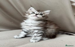 Maine Coon cats for sale: Maine coon girl - Image 5