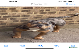 Dorset Olde Tyme Bulldogge dogs for stud: Proven LH fluffy carrier in Portsmouth - Image 17