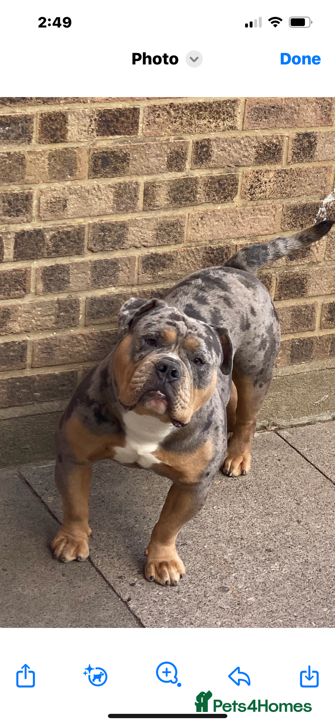 Dorset Olde Tyme Bulldogge dogs for stud: Proven LH fluffy carrier in Portsmouth - Image 17