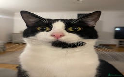 Mixed Breed cats for sale: Looking for a good home  - Image 1