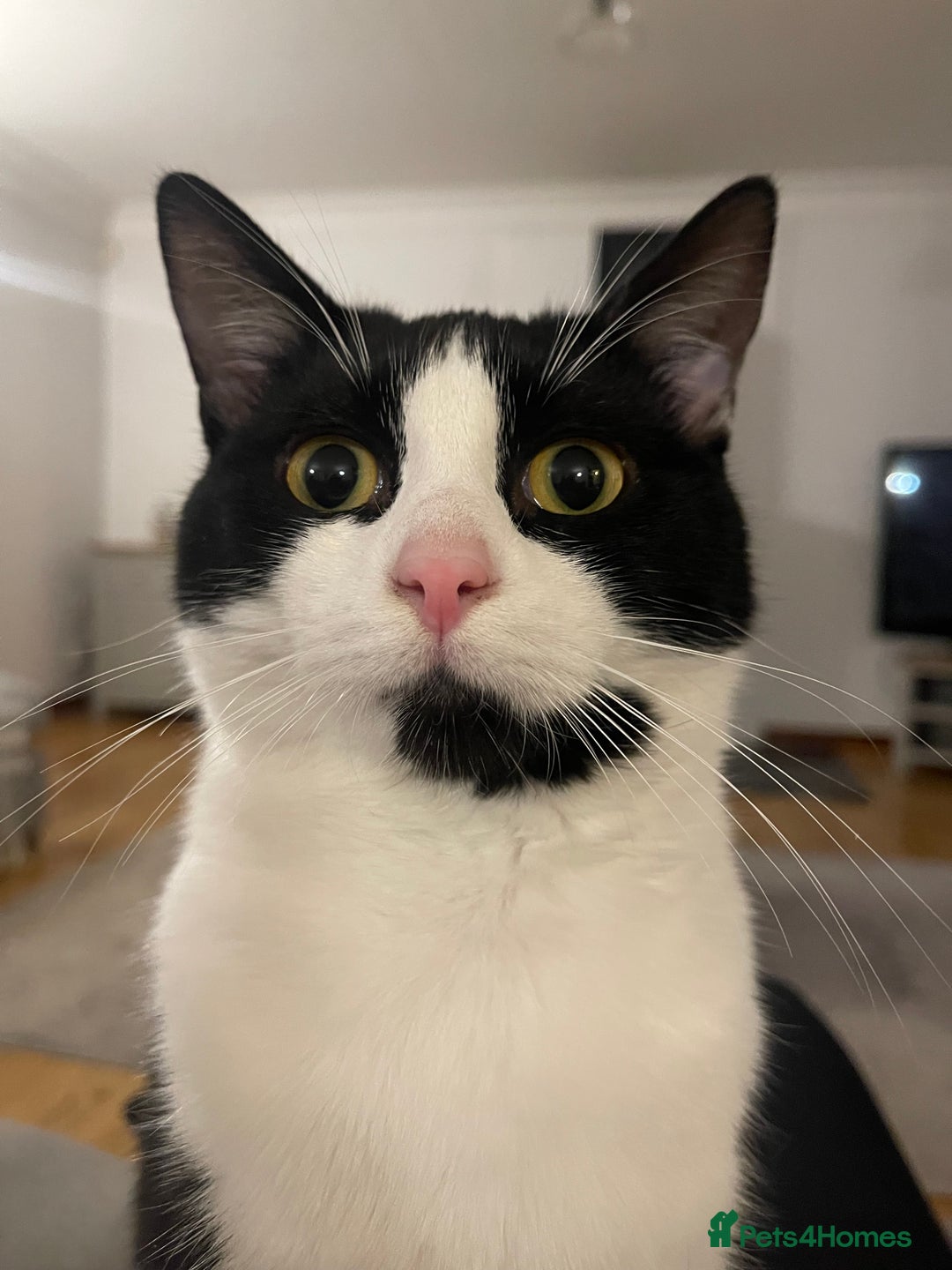Mixed Breed cats for sale: Looking for a good home  - Image 1