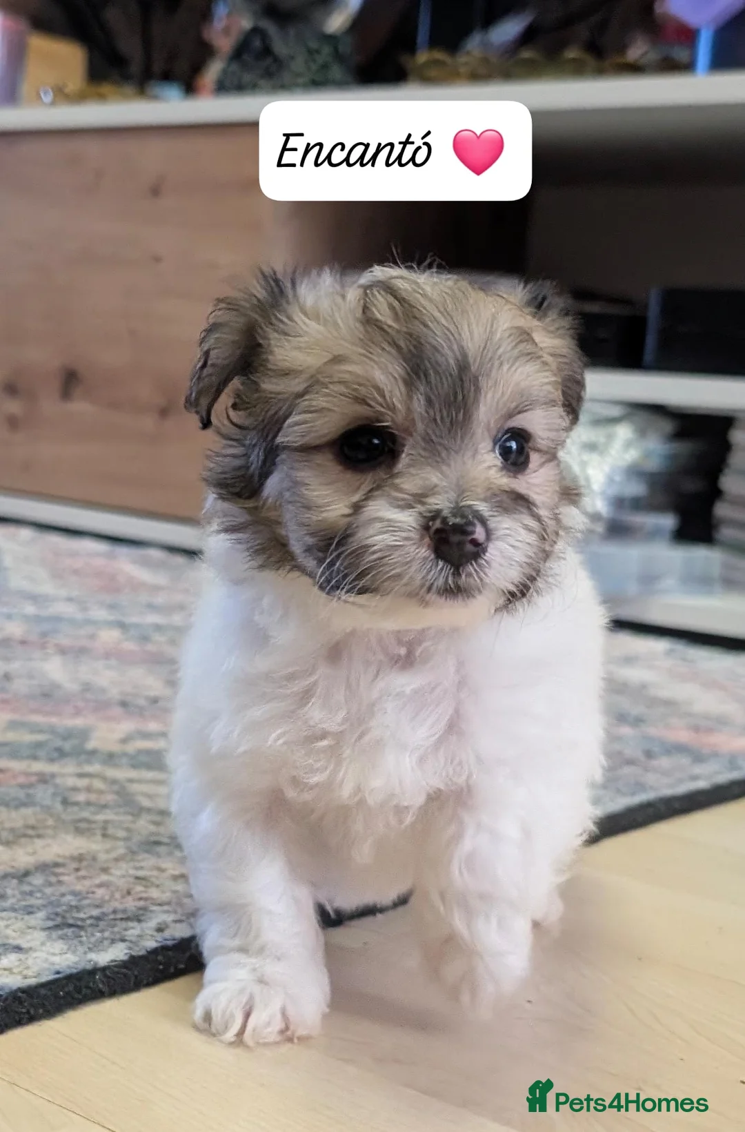 Chipoo dogs for sale: Chipoo Puppies - Advert 24