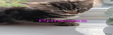 Princess 