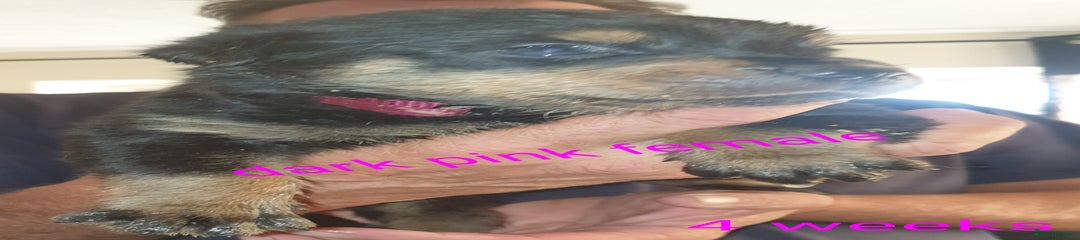 Dark pink puppy 