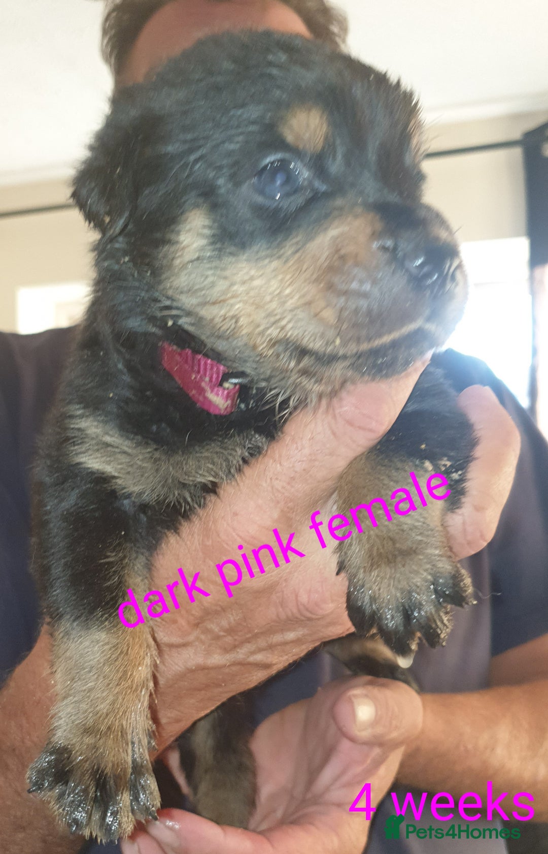 Rottweiler dogs for sale: Chunky big boned rottweilers  - Image 35