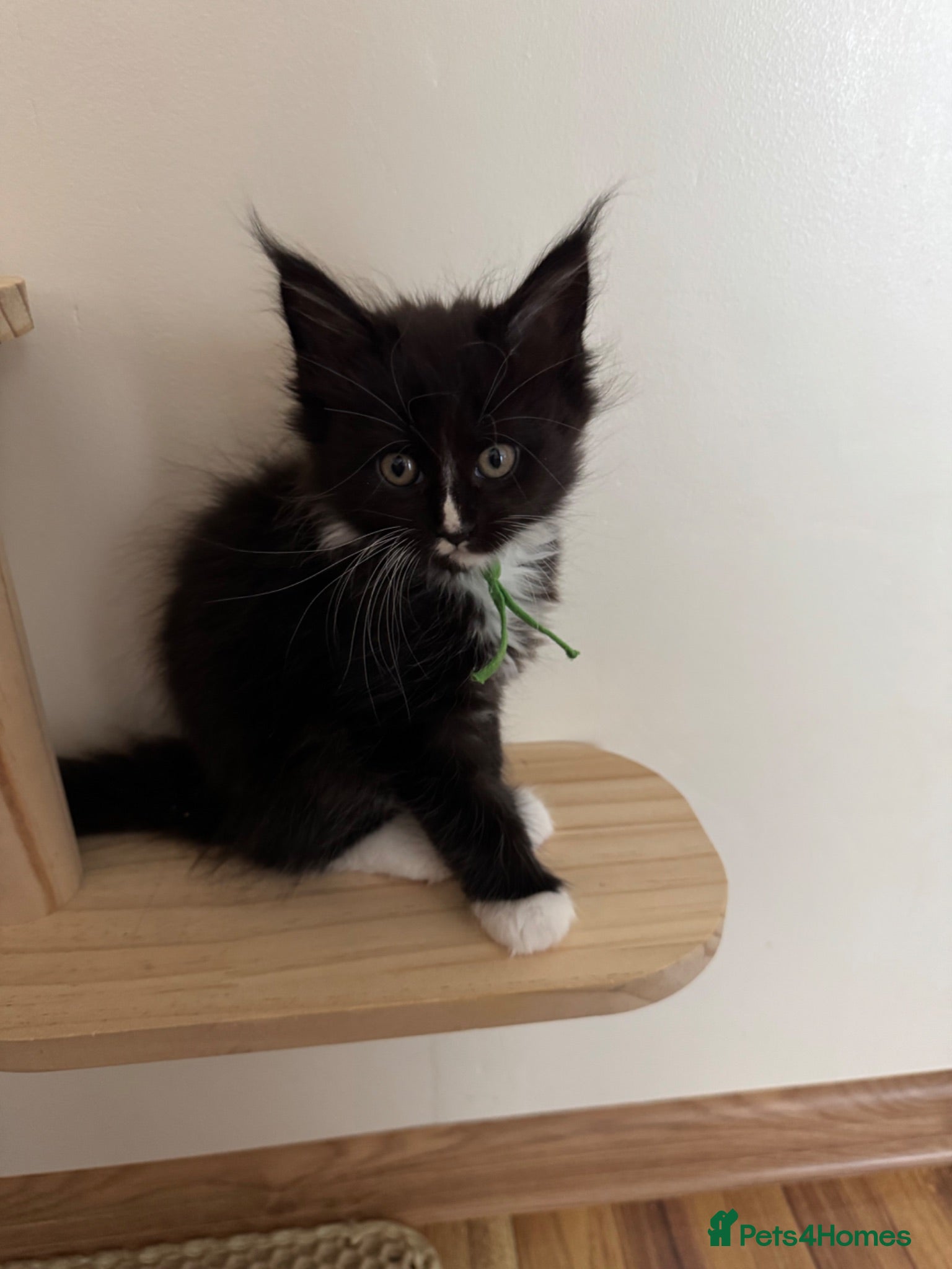 Maine Coon cats Beautiful Maine Coon Kittens  - Advert 2