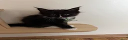 Maine Coon cats for sale: Beautiful Maine Coon Kittens  - Advert 2