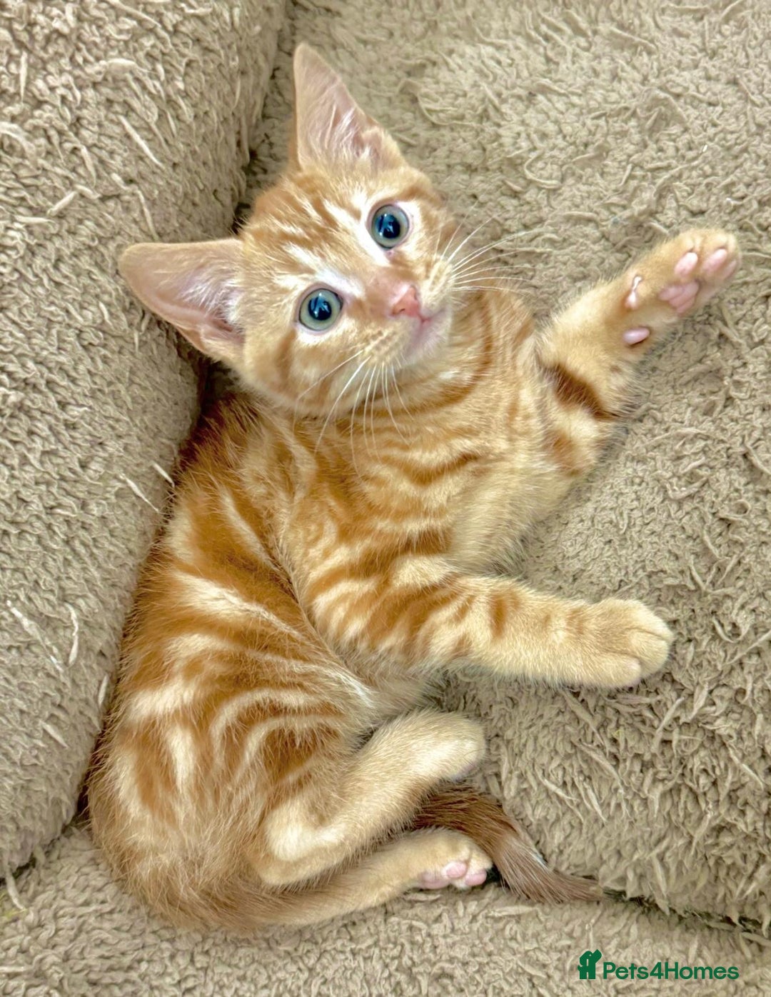 Mixed Breed cats for sale: LOVELY KITTENS  - Advert 16